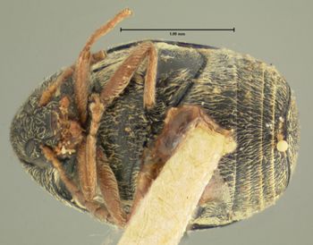 Media type: image;   Entomology 8193 Aspect: habitus ventral view